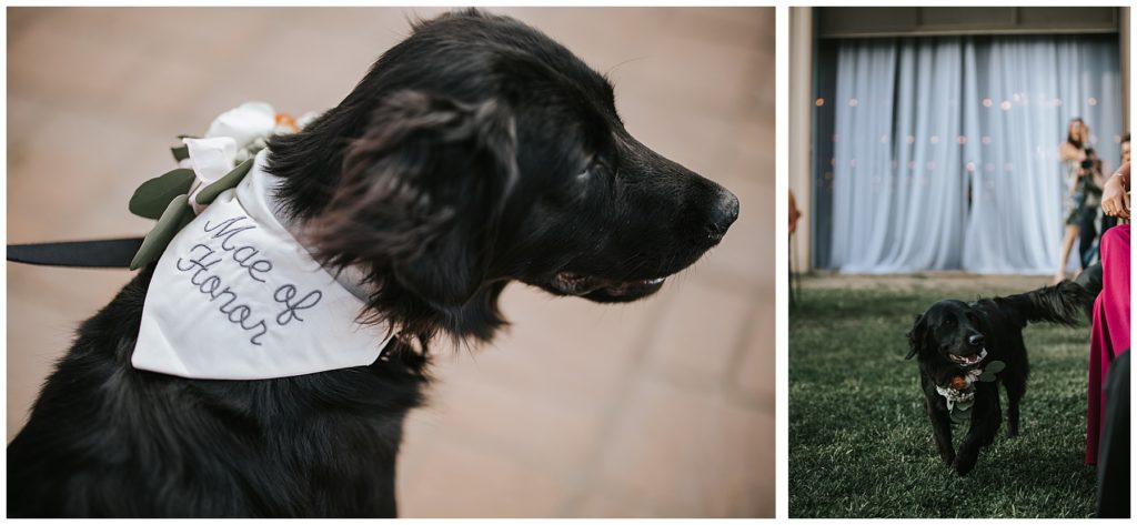 Dog with maid of honor bandana | dog walking down the aisle at outdoor wedding in Colorado